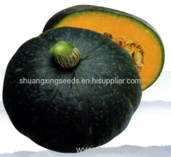 high resistance hybrid f1 pumpkin seeds