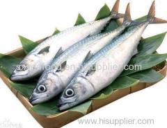 Horse Mackerel/Pacific Mackerel/Japanese Mackerel