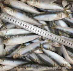 fresh seafood sardine for tuna fishing