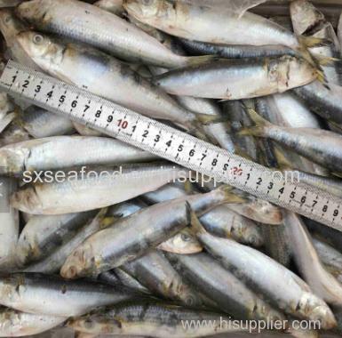 fresh seafood sardine for tuna fishing