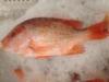 Fresh Seafood Sea Fish Red Drum/Snapper