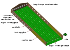 Broiler Chicken Feeding System and Chicken Farm Equipment