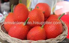 Gac fresh fruit in Vietnam