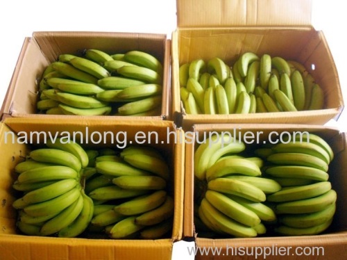 FRESH BANANA in Nam Van Long Company