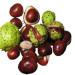 Horse Chestnuts seed Extract