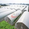 Agricultural Single Span Plastic Film Greenhouse Agricultural Single Span Greenhouse