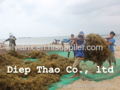 HIGH DRIED COTTONII SEAWEED