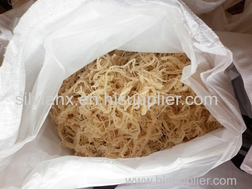 HIGH QUALITY_ COTTONII SEAWEED FOOD