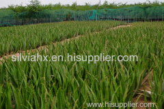 FRESH ALOE VERA LEAF