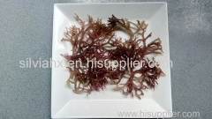 Purple cottonii seaweed / Purple Sea Moss