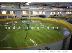 RAS recirculated aquaculture system for in door fish farming