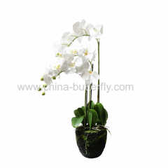 Phalaenopsis Pot Plant 3 stem