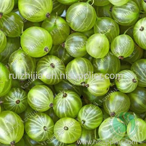 Agrilinks Frozen gooseberry Supplier