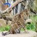 Zoo Animal Enclosure Cable Mesh