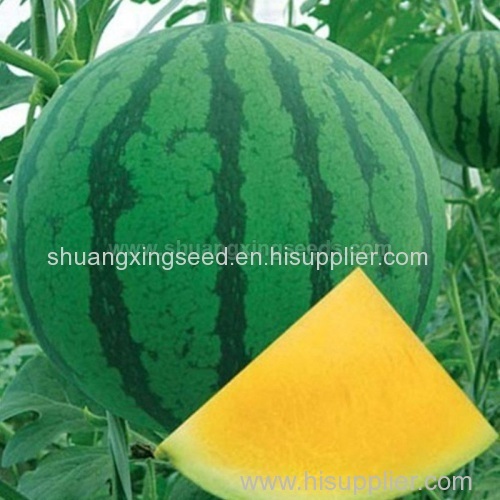 Good quality F1 hybrid yellow watermelon seeds