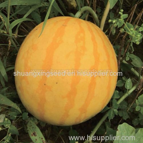 Golden King hybrid watermelon seed yellow fruit