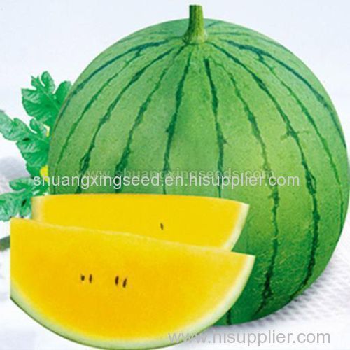 European and american markets hybrid F1 watermelon seeds