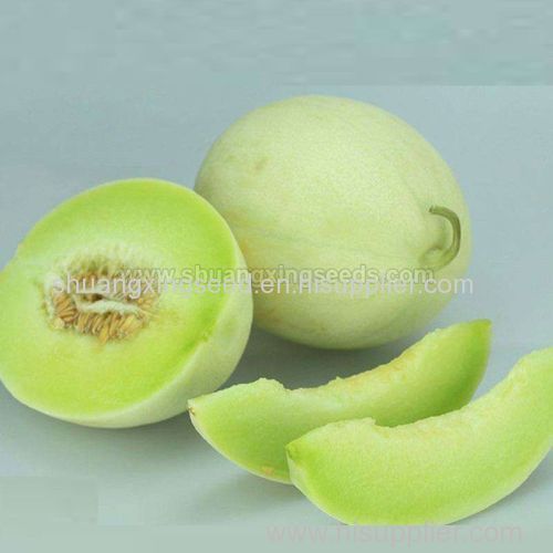 Hybrid F1 honeydew melon seeds for planting