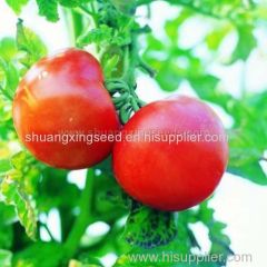 Hybrid big pink red fruit tomato seed