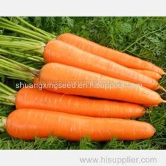 Red carrot Chinese wholesale growing vegetable carrot seeds