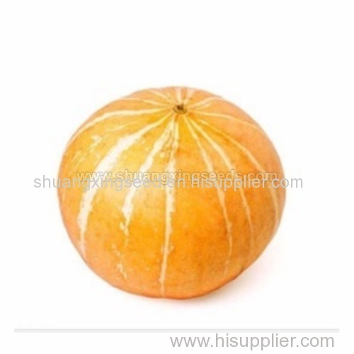 Chinese orange skin and flesh pumpkin seeds