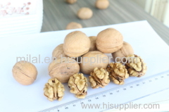 2020 New Crop Walnut Kernels