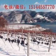 Ginseng ice wine medicine herbal Co., Ltd