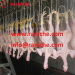 small chicken slaughtering machine poultry processing line slaughterhouse equipment