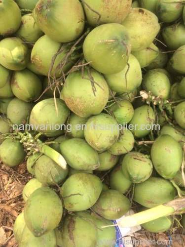 FRESH COCONUT MADE IN VIETNAM