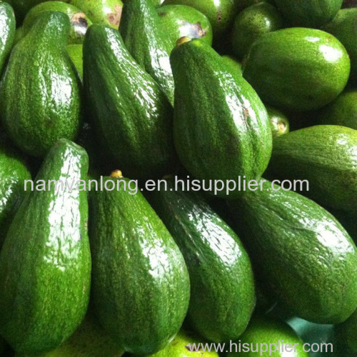 Fresh avocado/Fuerte Avocado Exported from Vietnam