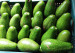 Fresh avocado/Fuerte Avocado Exported from Vietnam