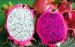 HIGH QUALITY WHOLESALE 2020 FRESH DRAGON FRUIT FROM VIETNAM