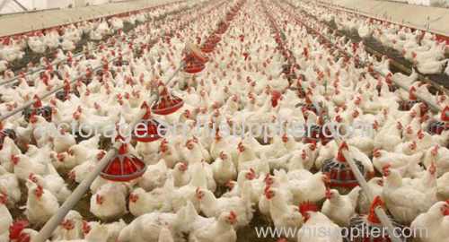 Livestock Poultry Pet Vet Disinfection