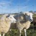 5ft Hinge Joint Goat Fence Veld Span Field Fence For Keeping Livestock