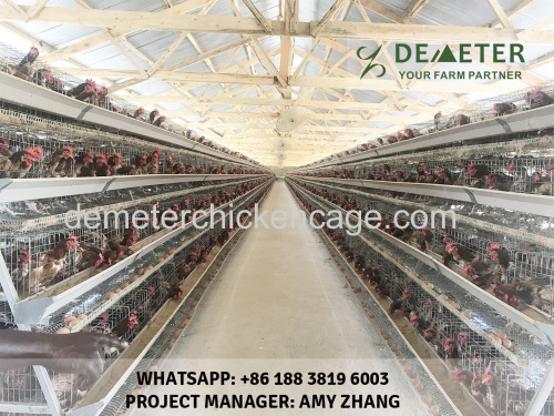 Layer chicken cage for poultry farming