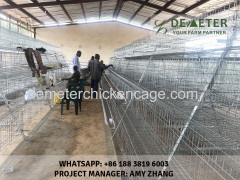 Layer chicken cage for poultry farming