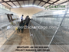 Poultry Farming (Layer chicken Farming with Cage and nipple drinking system )