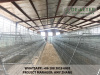 Poultry cages battery cage system manufacturer & supplier