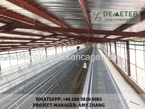 Automated chicken cage and equipment abuja