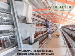 Battery layer chicken cage for automatic layer cage system for sale in Somalia