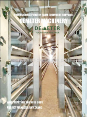 Poultry farming automatic layer chicken cage system