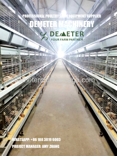 Poultry battery cage system rearing pullet chicken cage