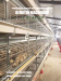 Poultry farming equipment rearing pullet chicken cage system