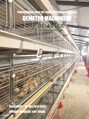 Automatic chicken rearing pullet cage system for sale