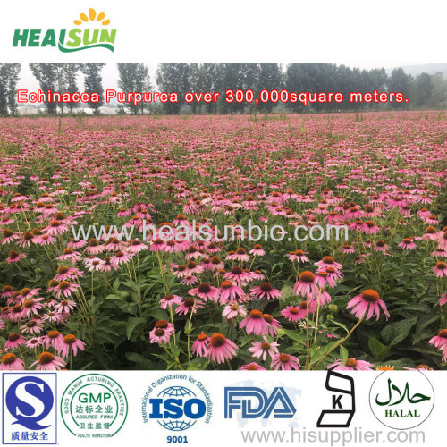 Echinacea Extract Powder Polyphenol 4% Chicoric Acid 2.5%