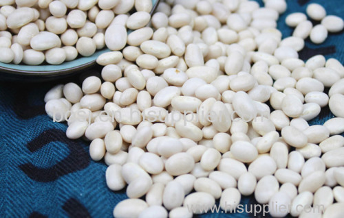 Pearl Bean/White Kidney Bean/White Beans