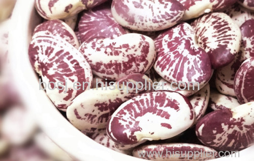 Phaseolus Coccineus /Runner Bean