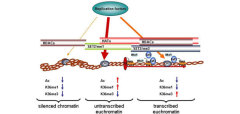 H3K36me2 KS-V Peptide 1