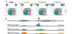 H3K4me1 KS-V Peptide 1