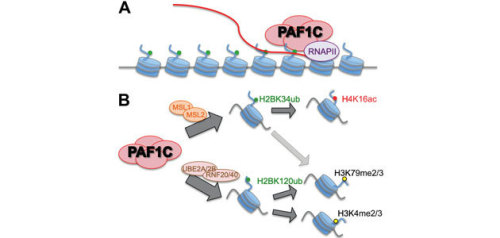 H3K4me2 KS-V Peptide 1